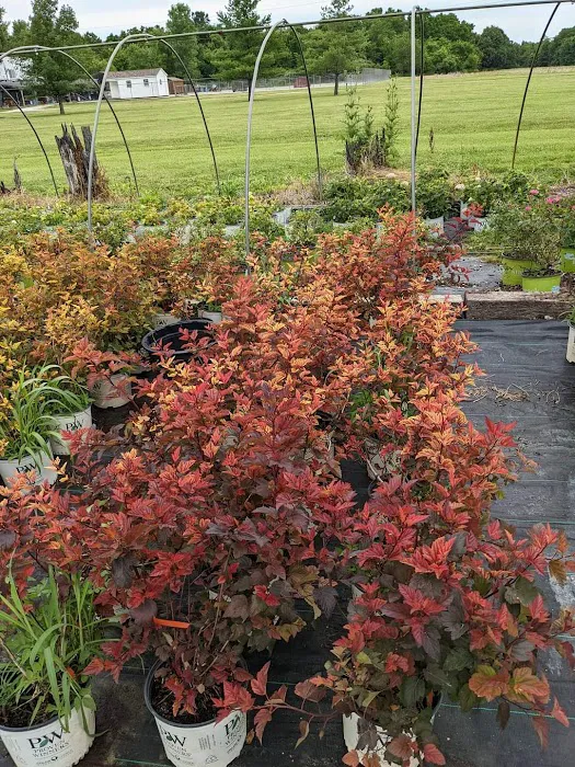 Elsner's Midwest Ornamental Nursery Picture 4