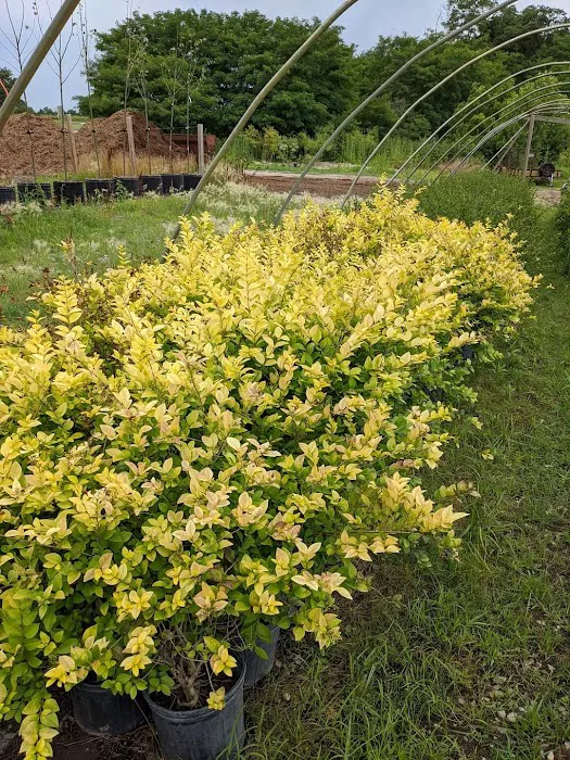 Elsner's Midwest Ornamental Nursery Picture 3