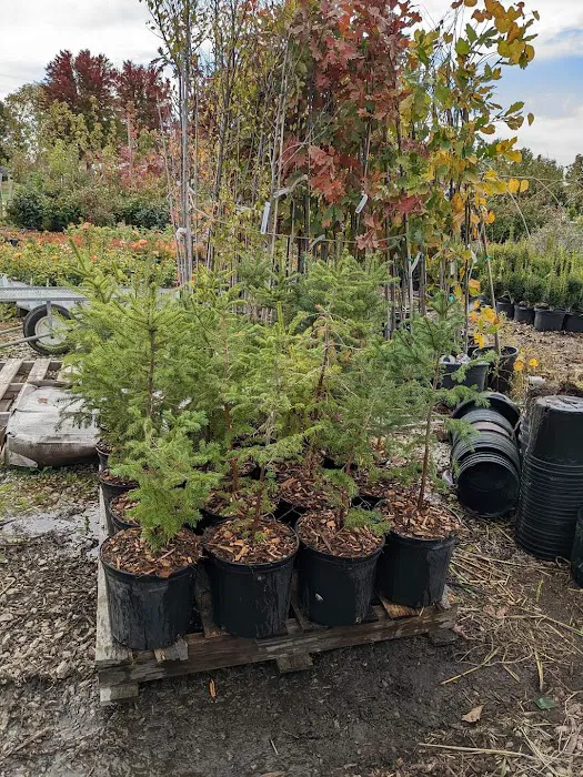 Elsner's Midwest Ornamental Nursery Picture 7