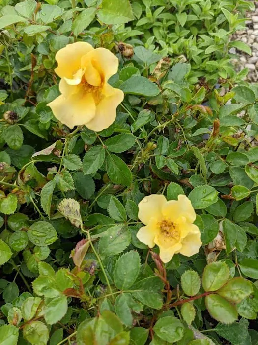 Elsner's Midwest Ornamental Nursery Picture 5