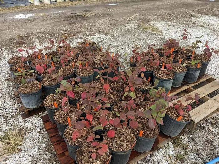 Elsner's Midwest Ornamental Nursery Picture 10