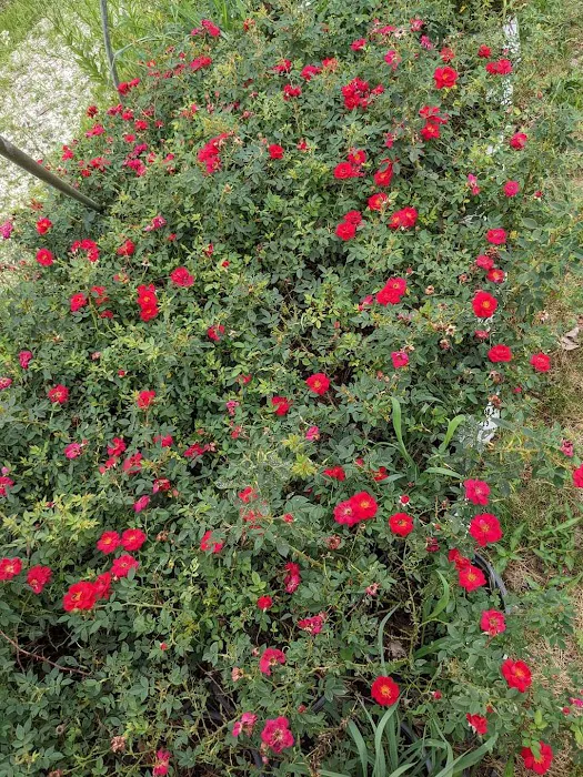 Elsner's Midwest Ornamental Nursery Picture 6