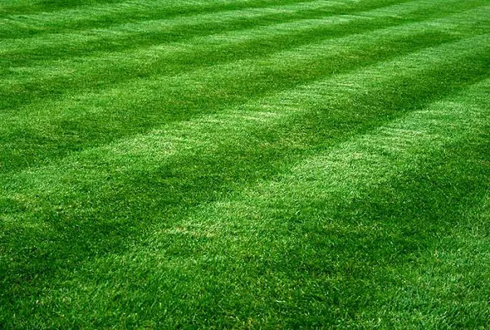 Pearl City Lawn & Pest Control Picture 9