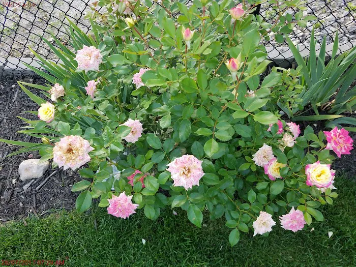 YARDS by Wes Picture 6