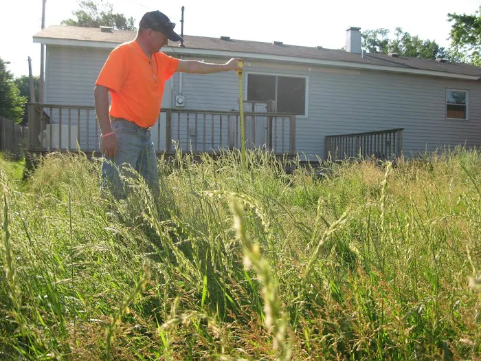 Nevada lawn care and Landscaping Picture 7