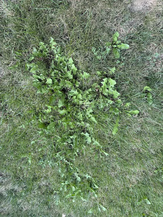 Pro Turf & Pro Pest Solutions - Davenport Picture 4