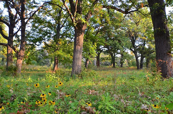Good Oak Ecological Services Picture 3