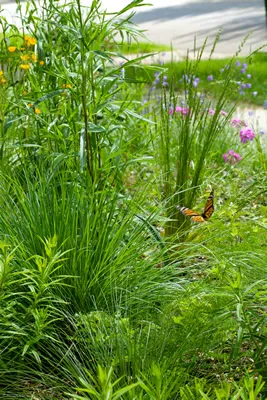 Good Oak Ecological Services Picture 1