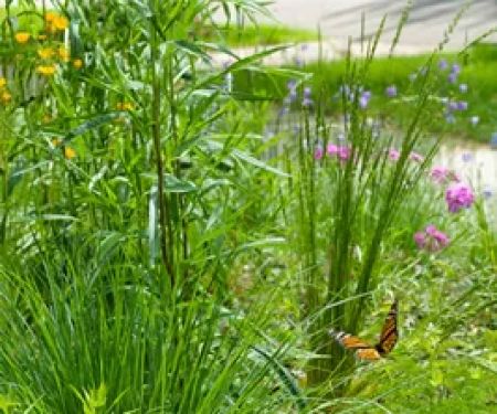 Good Oak Ecological Services