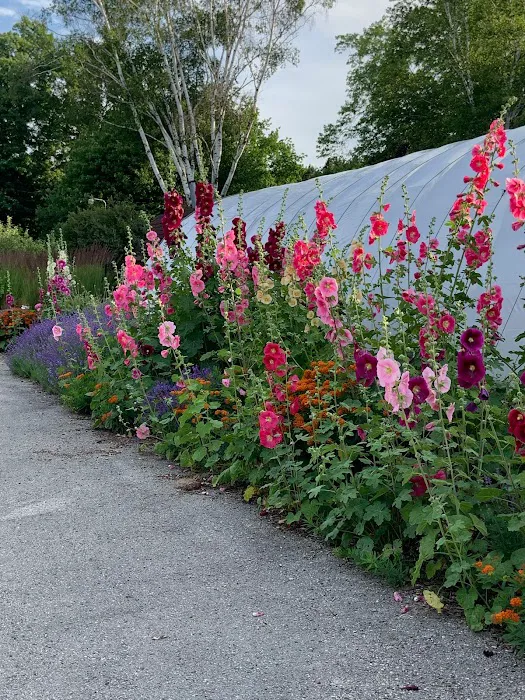 Hollyhock Acres Landscape Picture 2