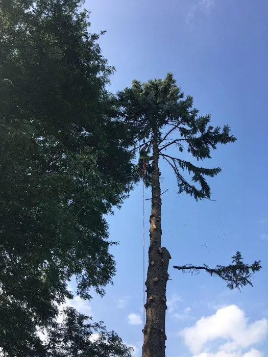 North Point Tree & Landscape Picture 1