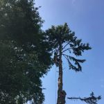 North Point Tree & Landscape