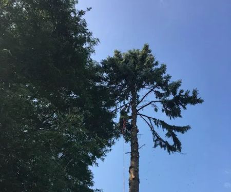 North Point Tree & Landscape