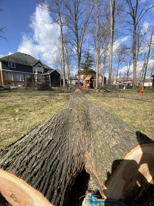 Rogers Tree Service & Landscaping LLC Picture 9
