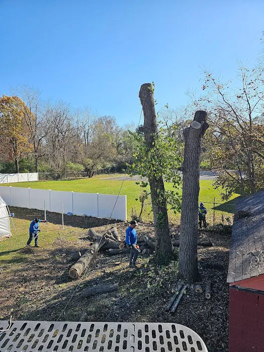 Rogers Tree Service & Landscaping LLC Picture 7