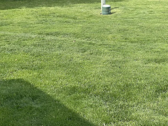 TruGreen Lawn Care Picture 10