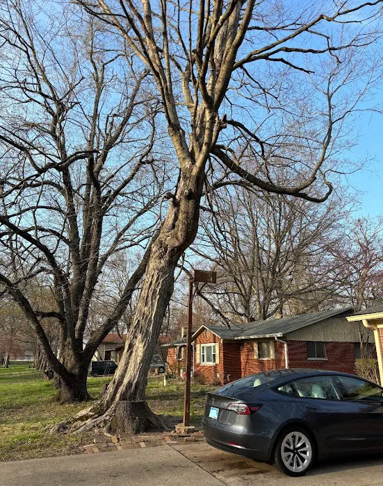 Munguia’s Tree Services & Landscaping Picture 1