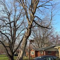 Munguia’s Tree Services & Landscaping ico