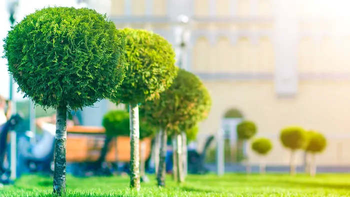 Munguia’s Tree Services & Landscaping Picture 6
