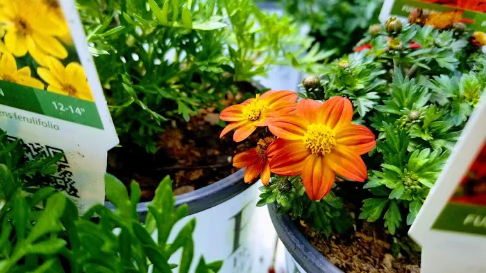 Alwerdt's Gardens LLC Picture 6