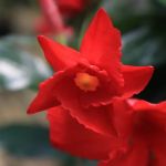 Combs Landscaping Inc.