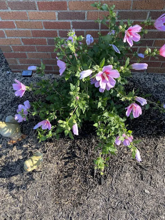 VanBeck Stocker's Landscaping and Lawn Care Picture 2