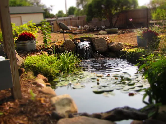 Great Lakes Pondscapes Picture 5