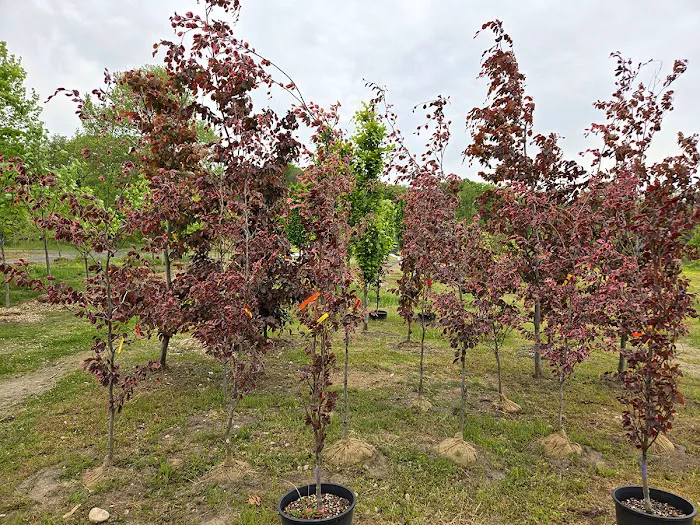 Romence Gardens, Inc. Picture 10