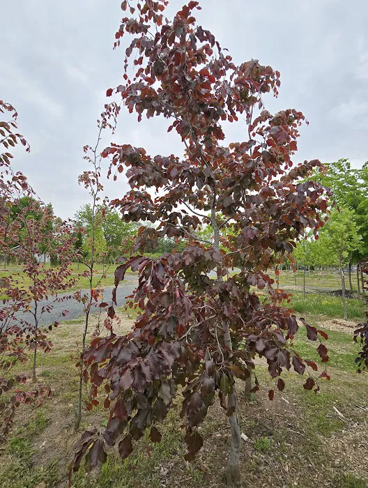 Romence Gardens, Inc. Picture 1