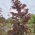 Romence Gardens, Inc.