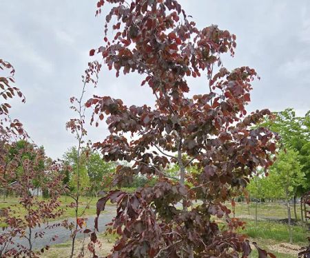 Romence Gardens, Inc.