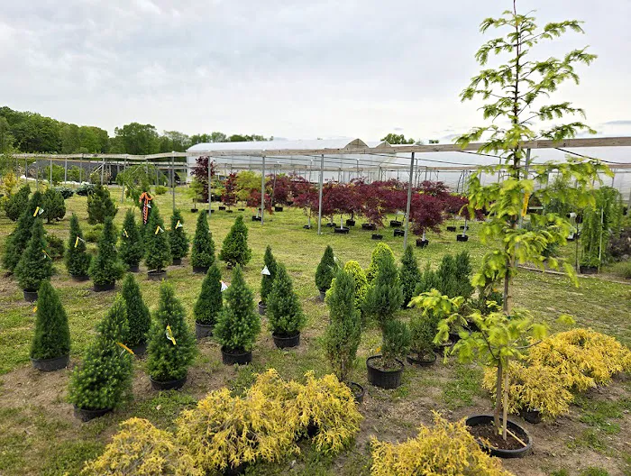 Romence Gardens, Inc. Picture 5
