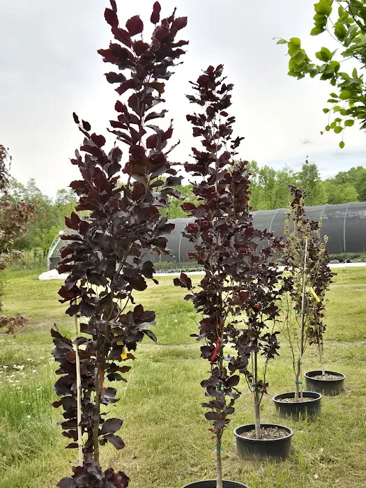Romence Gardens, Inc. Picture 7