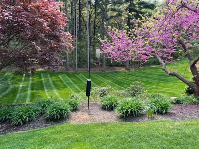 Excellawn & Landscape Inc Picture 9