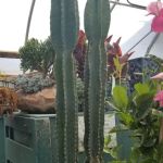 Lawnscape Garden Center