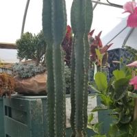 Lawnscape Garden Center ico