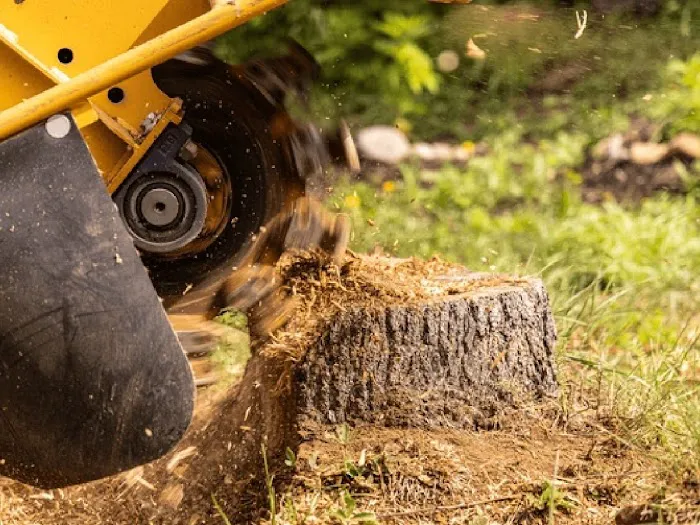 All about tree & turf services Picture 7