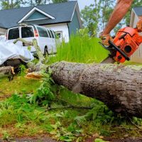 All about tree & turf services ico
