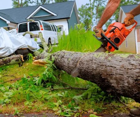 All about tree & turf services