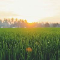 MVP Landscaping LLC ico