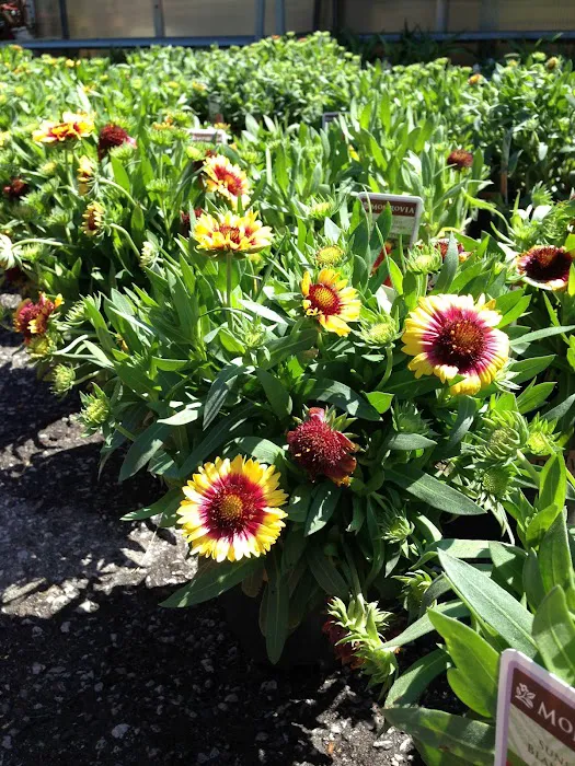Plant Center Inc Picture 4