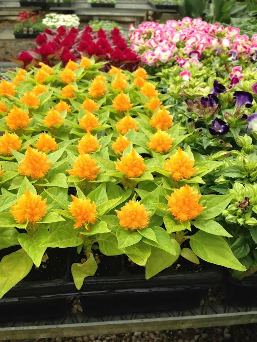 Plant Center Inc Picture 6