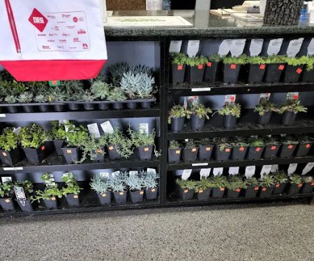 Plant Center Inc