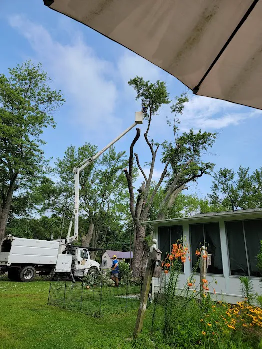 Josh Newsome's Tree Surgery Picture 4