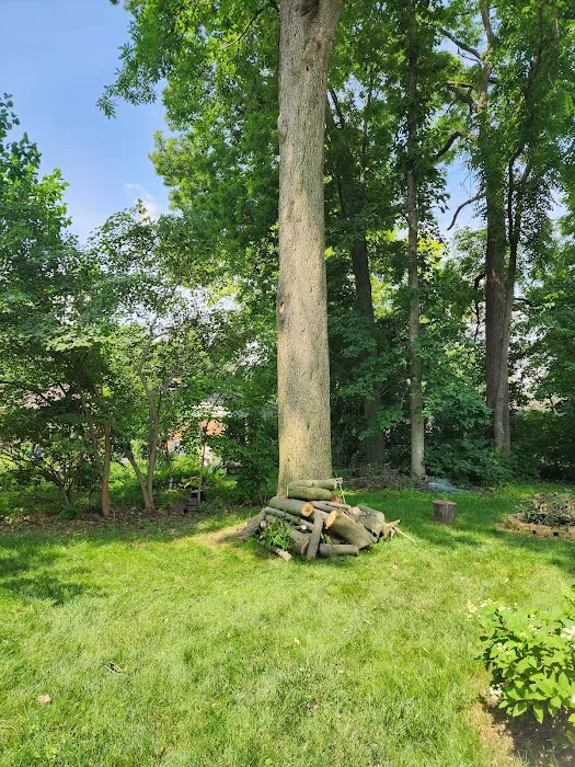 Josh Newsome's Tree Surgery Picture 2