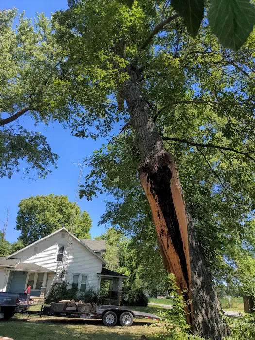 Josh Newsome's Tree Surgery Picture 10