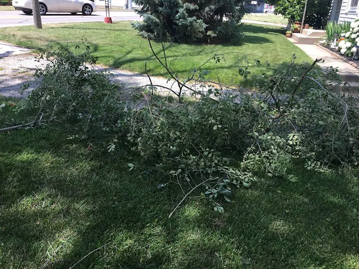 Evergreen Tree Service & Landscape Picture 4