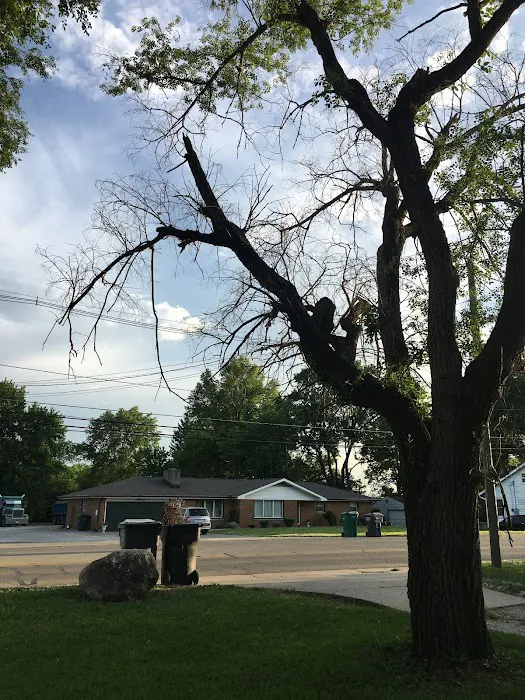 Evergreen Tree Service & Landscape Picture 9