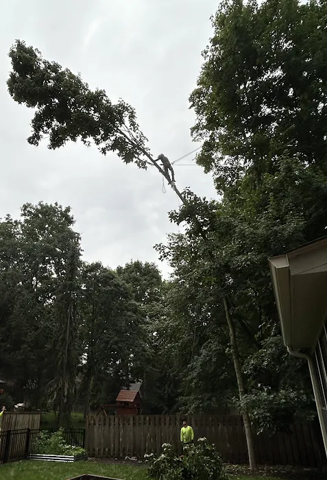 Evergreen Tree Service & Landscape Picture 7