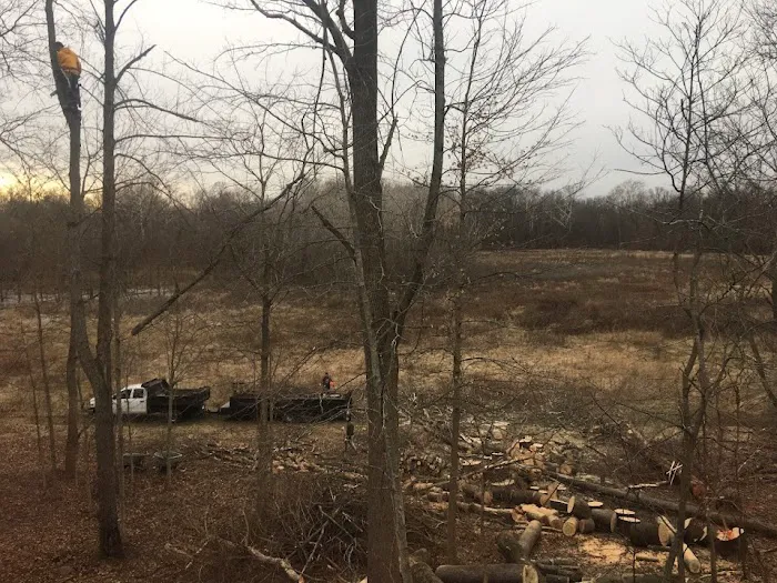 Evergreen Tree Service & Landscape Picture 8